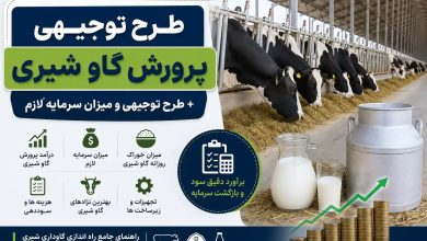 درآمد پرورش گاو شیری چقدر است؟ + طرح توجیهی و هزینه راه‌اندازی