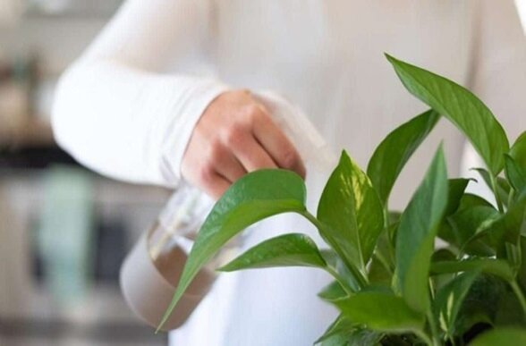 نگهداری گیاه پتوس در منزل ؛ برای رشد گل پتوس چی خوبه؟